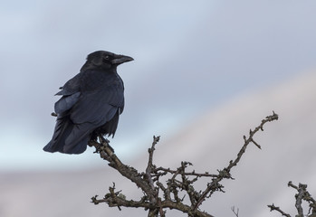 Crow on a branch in Borrowdale, Lake District, England in winter