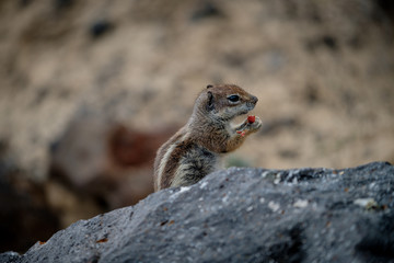 chipmunk streifenhönchen