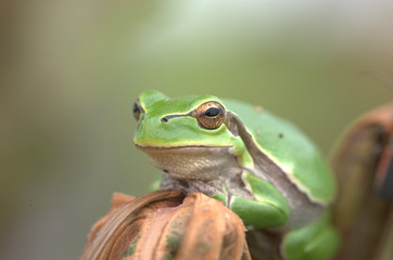 Laubfrosch auf Blatt