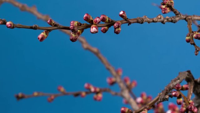 blooming branch of apricot tree