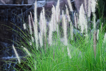 green grass and flower