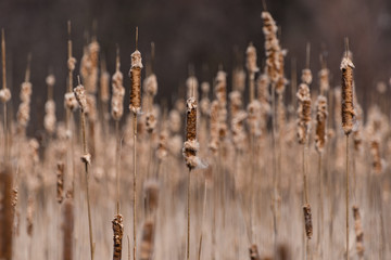 A field of cat tails.