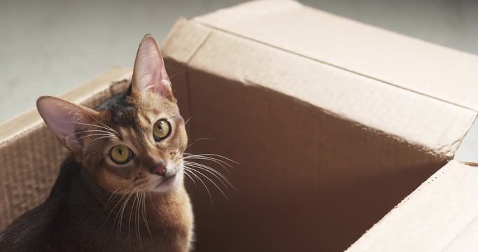 Slow motion of young abyssinian cat sitting in cardboard box, 4k 60fps prores footage