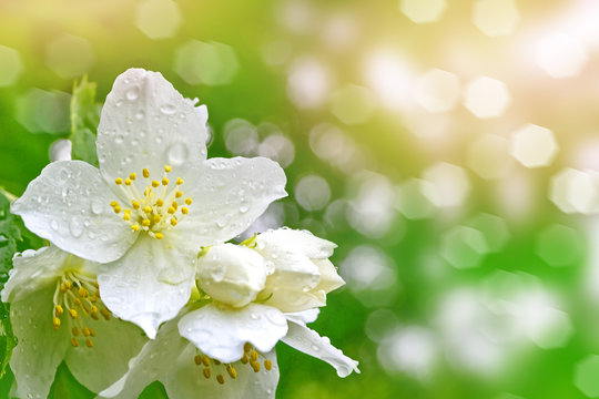 White jasmine The branch delicate spring flowers