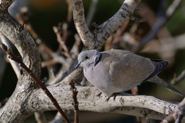Eurasian Collared Dove (Streptopelia decaocto), Greece