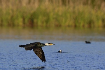 Great Cormorant (Phalacrocorax carbo), Greece