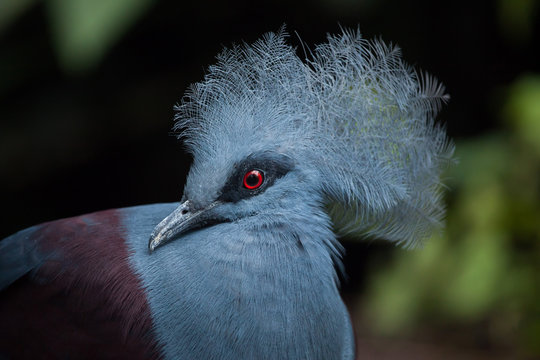 カンムリバト」の写真素材 | 507件の無料イラスト画像 | Adobe Stock