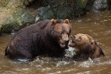 Obraz na płótnie Canvas Kamchatka brown bear (Ursus arctos beringianus)