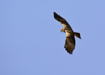 Marsh Harrier (Circus aeroginosus), Crete, Greece