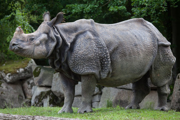 Naklejka premium Nosorożec indyjski (Rhinoceros unicornis).