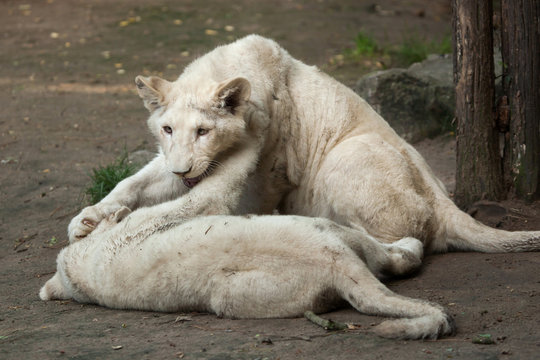 White lion (Panthera leo krugeri).