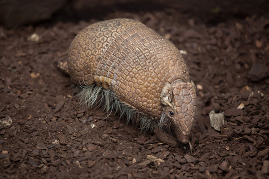 Southern Three-banded Armadillo (Tolypeutes Matacus)