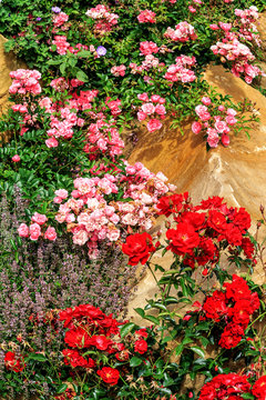 Teppich von schönen rosa und dunkelroten Rosen auf bemaltem Felsen im Rosengarten