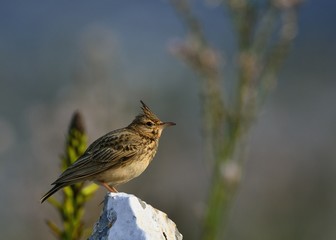 Crested Lark (Galerida cristata), Greece