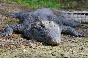 Crocodile in National park of Kenya, Africa