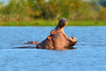 Fototapeta premium Hippo family (Hippopotamus amphibius)