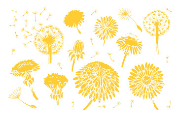 Floral elements for design, doodle ink dandelion set