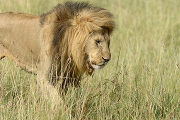 Lion in National park of Kenya