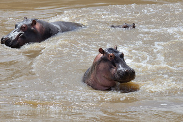 Hippo family (Hippopotamus amphibius)