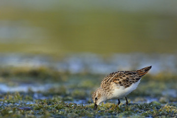 Little Stint (Calidris minuta), Crete, Greece