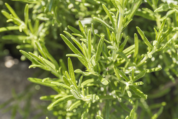 Herb garden - rosemary