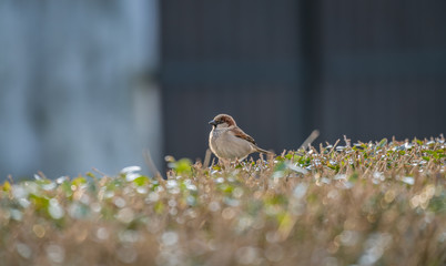 Spatz sitzt auf Hecke