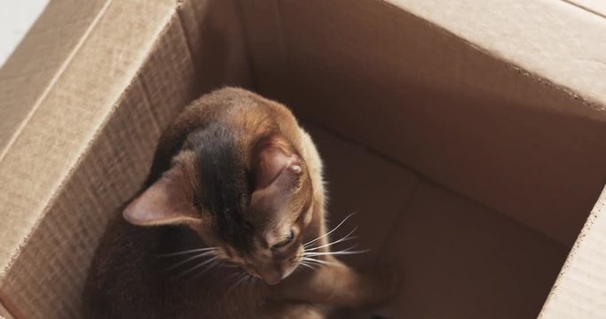 Slow motion of young abyssinian cat sitting in cardboard box, 4k 60fps prores footage
