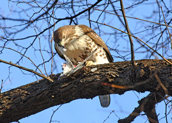 Red tailed hawk eating pigeon in tree