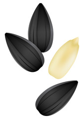 Sunflower seeds isolated on white background. Vector illustration