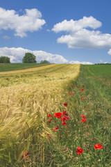 Champs de bl&eacute; et coquelicots