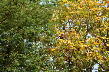 Fresh green leaves on tree and yellow leaves on another tree