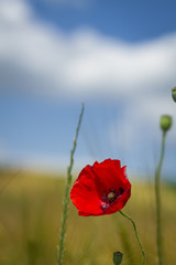 Champs de blé et coquelicots