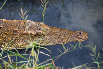 wildlife crocodile hidden in the water in the water