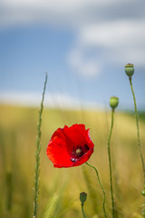Champs de blé et coquelicots en Alsace
