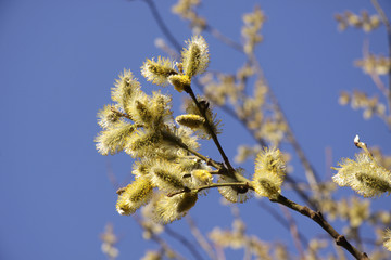 yellow flowers of a willow on a background of bright blue sky