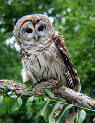 Barn Owl
