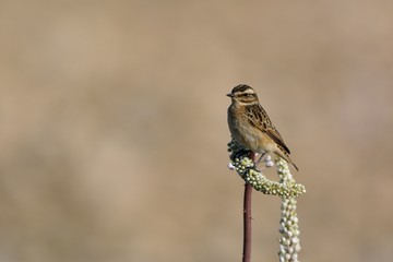 Winchat, Crete