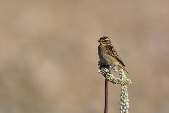 Winchat, Crete