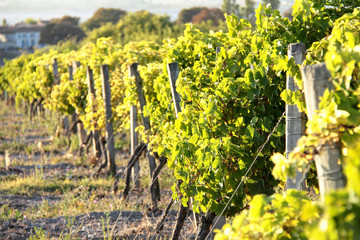Vignes