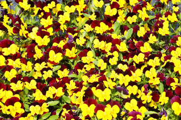 Veilchen, Hornveilchen, Viola cornuta, gelb und rot, bildfüllend