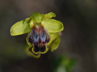 Ophrys cinereophila, Crete	