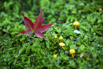 Red Japanese maple leaf fallen on green mossy ground during autumn in Kyoto, Japan