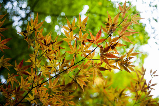 Golden Japanese maple leaves during autumn in Kyoto, Japan