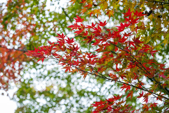 Yellow and red Japanese maple leaves during autumn in Kyoto, Japan