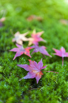 Yellow and red Japanese maple leaves fallen on green mossy ground during autumn in Kyoto, Japan