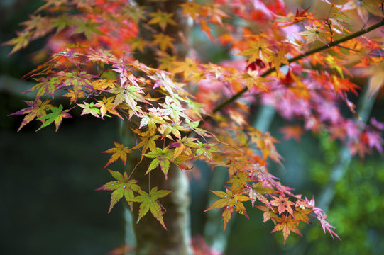 Red and yellow Japanese maple leaves during autumn in Kyoto, Japan