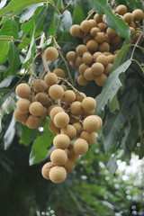 Longan sweet tropical fruit in southeast asia.