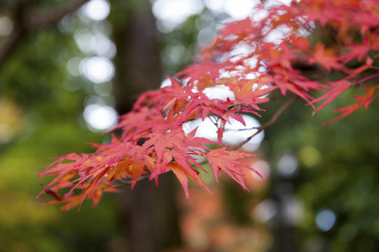 Red Japanese maple leaves during autumn in Kyoto, Japan