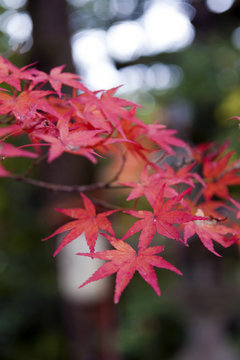 Red Japanese maple leaves during autumn in Kyoto, Japan