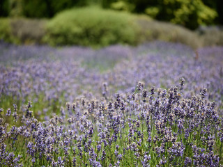 Lavender Field - 138485523